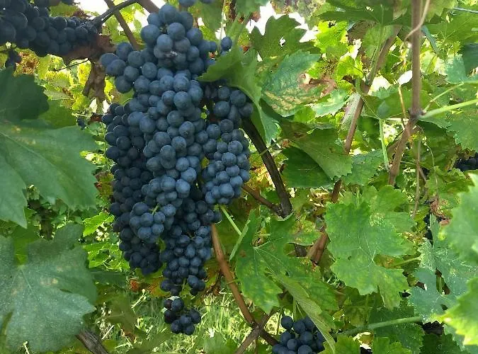 Residenza パストレンゴ